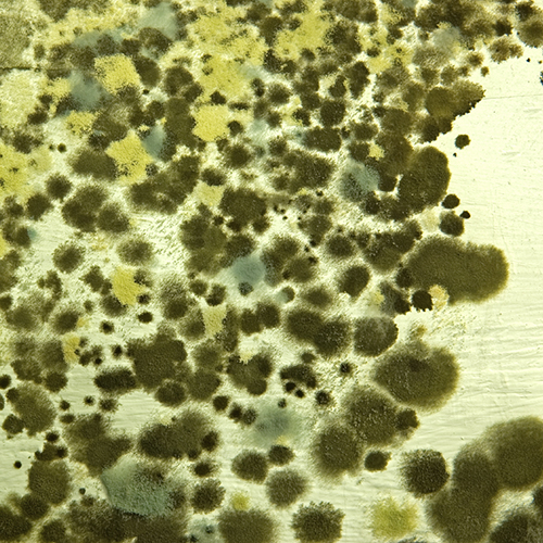 mold.jpg